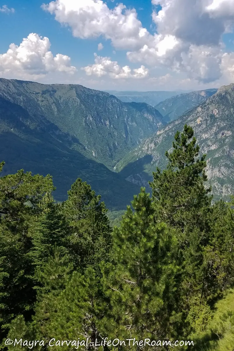 View of a deep canyon covered with trees through pines