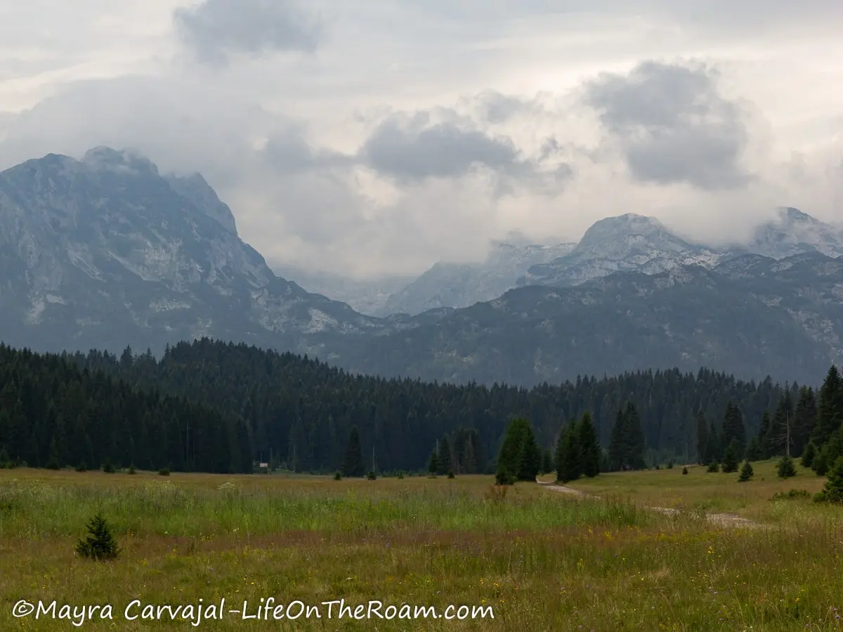 A meadow with a pine forest in the distance and mountain peaks in the background in a cloudy day