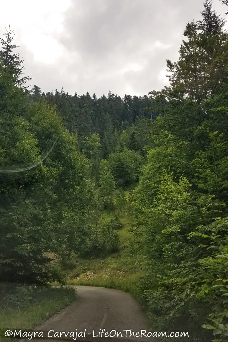 A narrow winding paved road flanked by trees