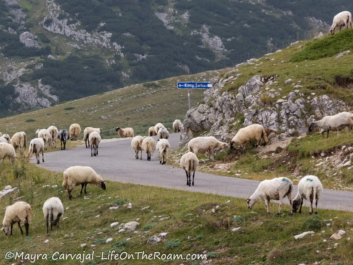 A flock of sheep descending from a mountain and spilling into the road