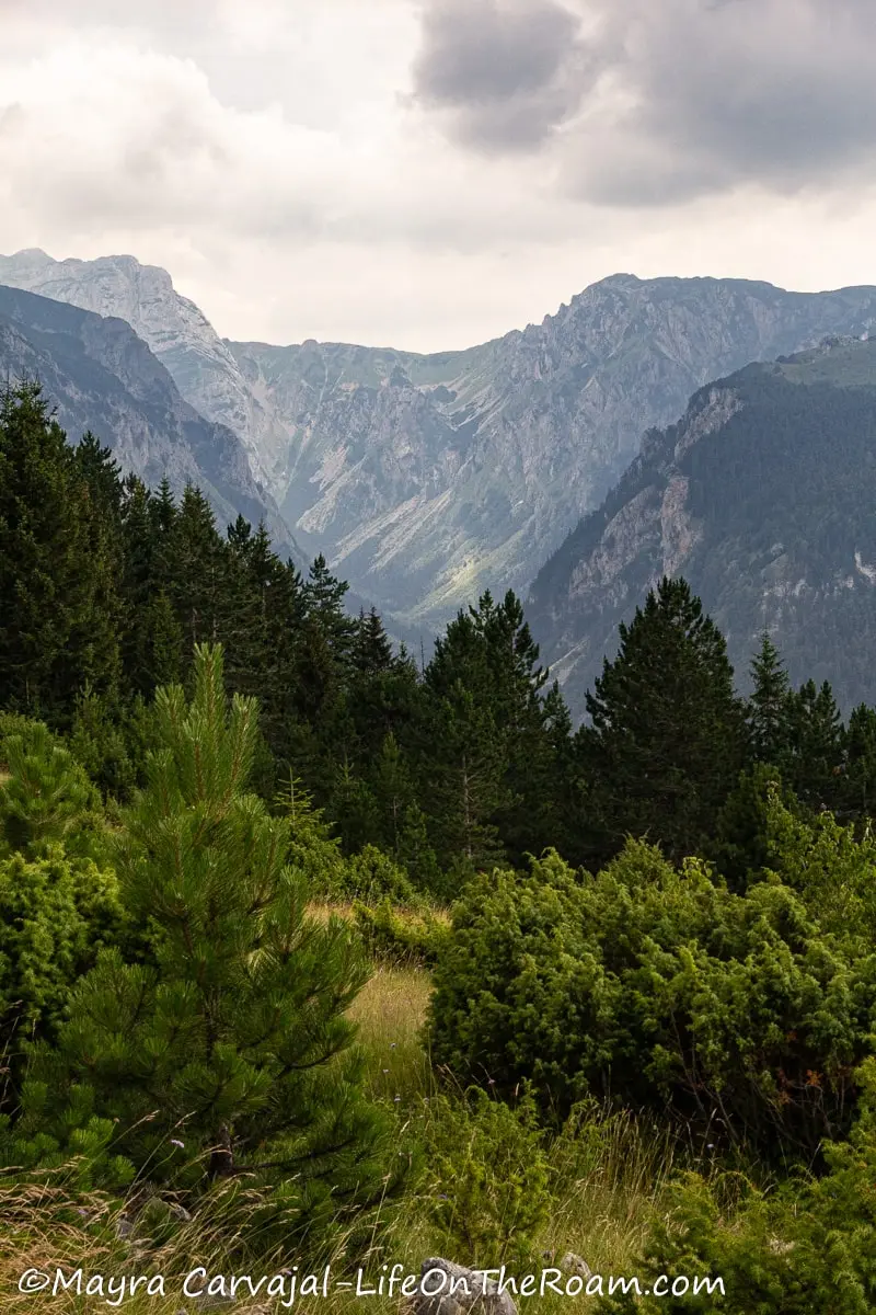 View of a canyon from the top through a forest of  pine trees