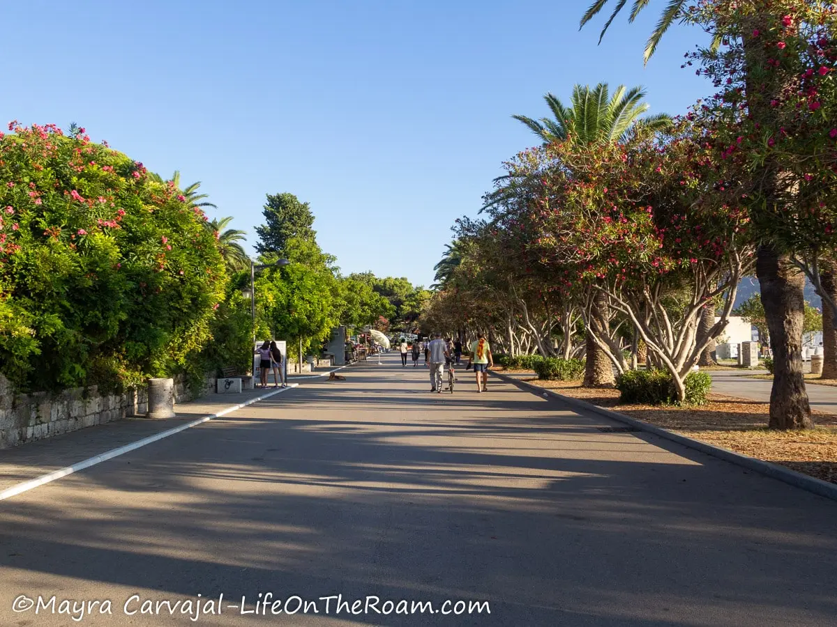 A wide paved promenade flanked with tall palms and flowering trees