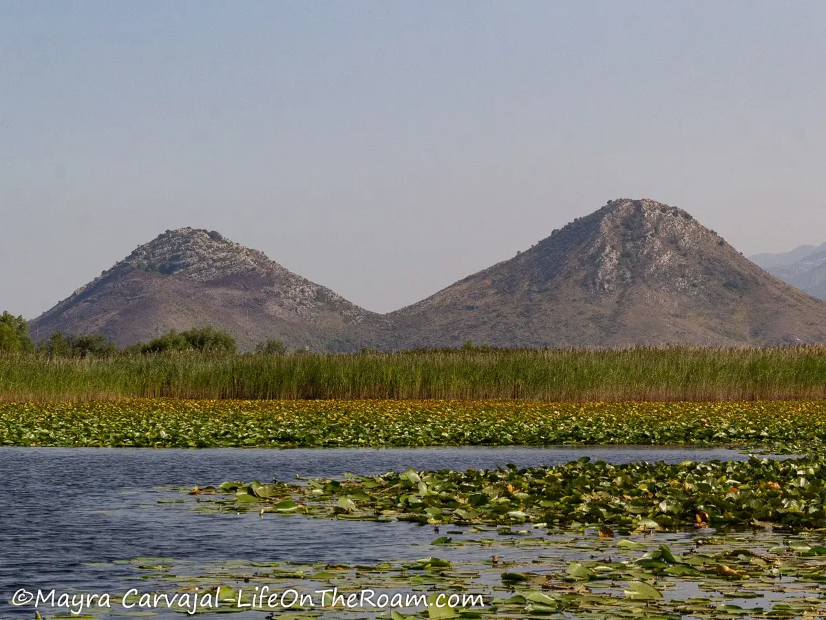 A two-peak mountain with a lake with grasses and lily pads in the front