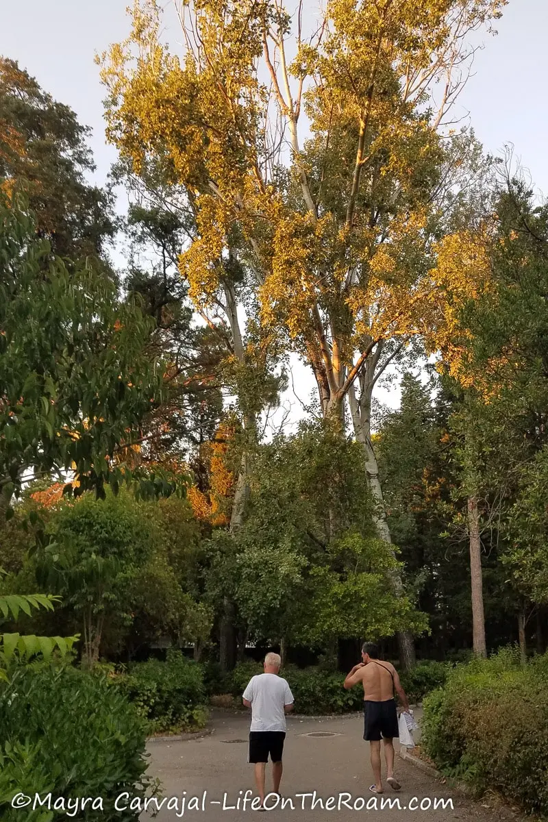 A Mediterranean garden with tall trees and a walkway with people walking in a sunny afternoon