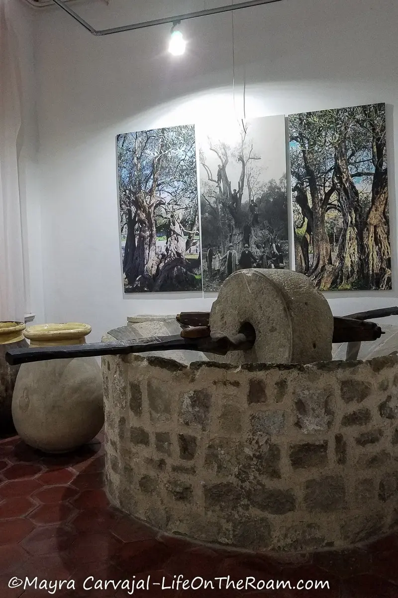 An old olive press in stone used to extract oil, in a museum setting with pictures of olive trees on the back wall