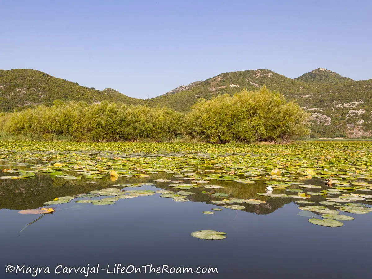 A calm lake with lily pads, tall grasses and rolling hills in the background