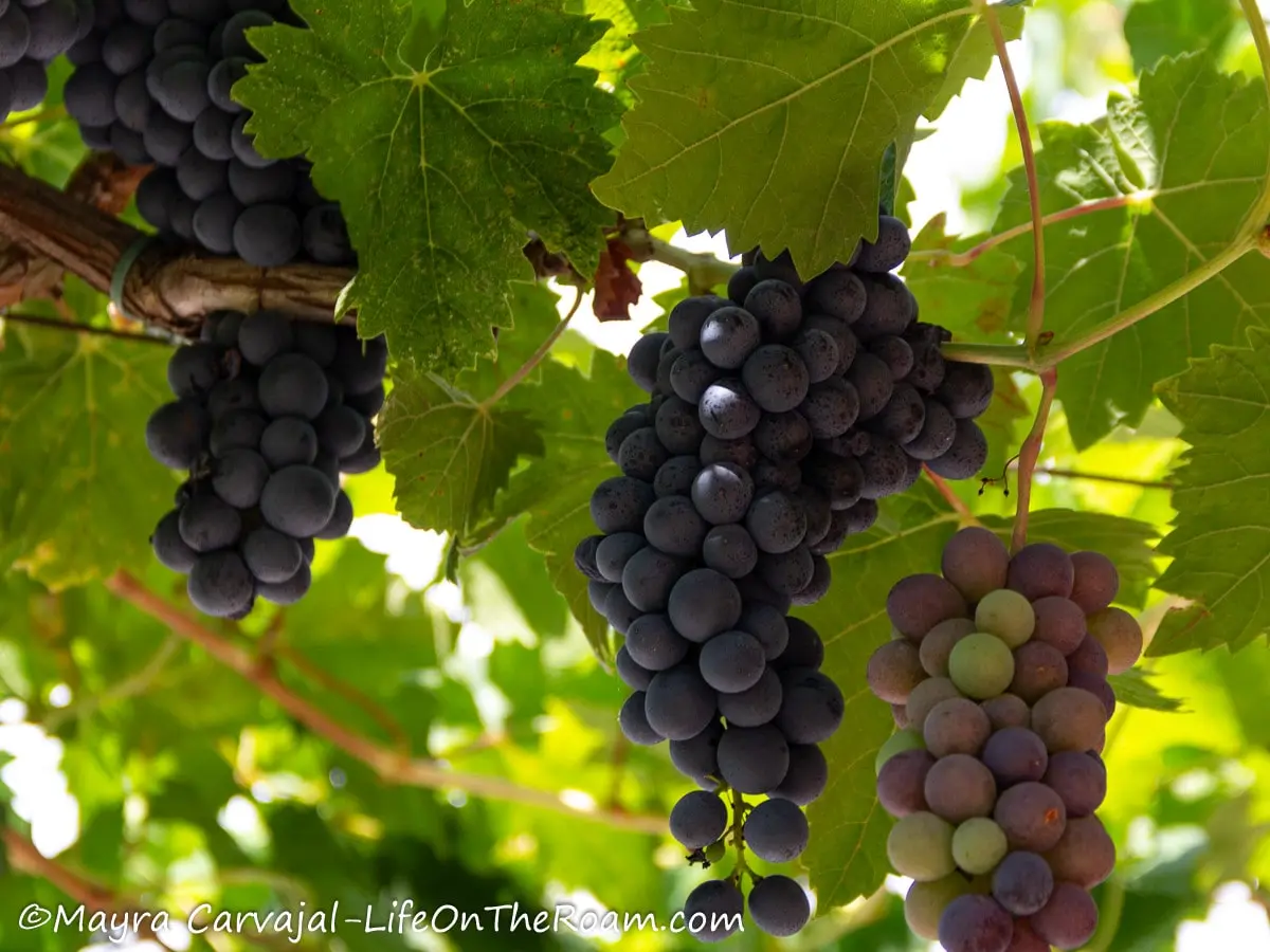 Grapes hanging from vines