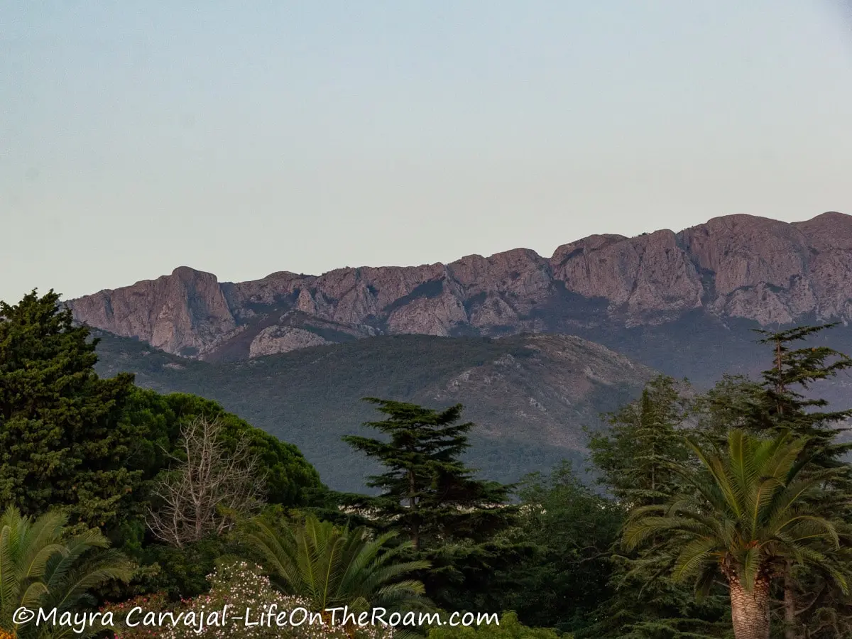 View of a tall mountain under the afternoon light, with tall trees in the foreground