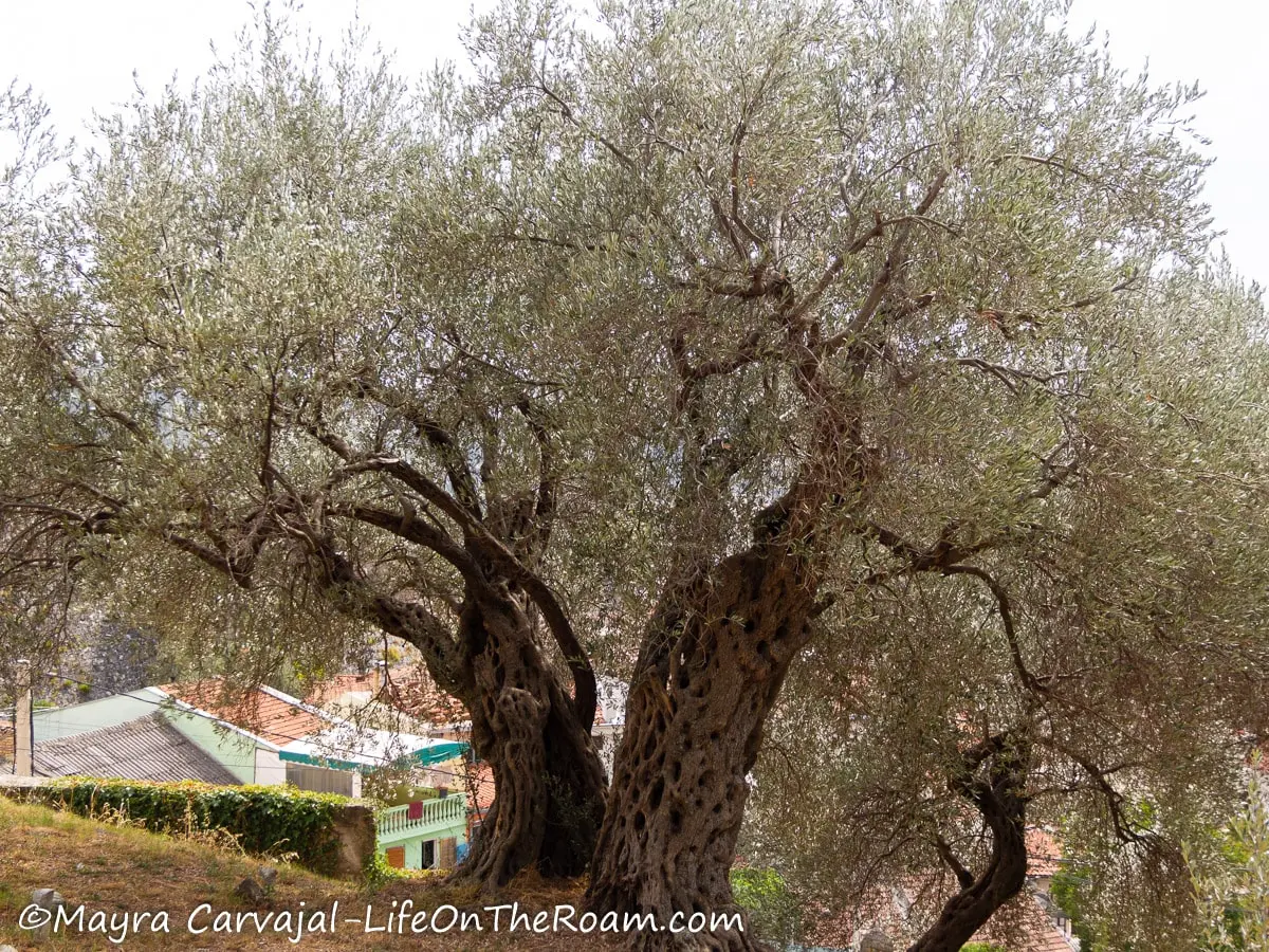 An old olive tree