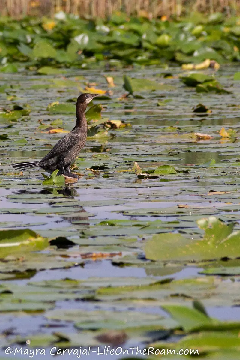 A medium size bird with dark feathers resting on a lake