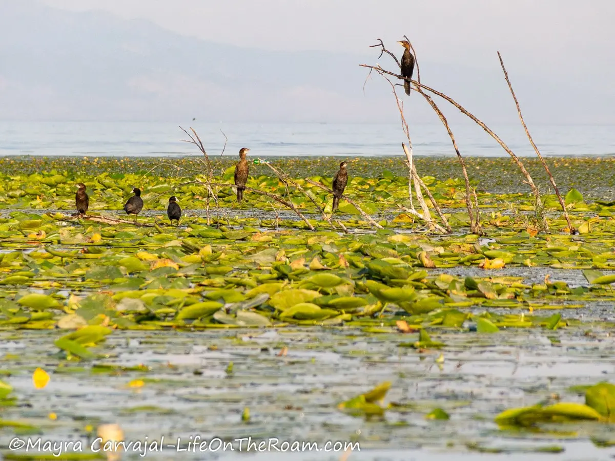 Several medium-size birds standing on branches on a lake with lily pads