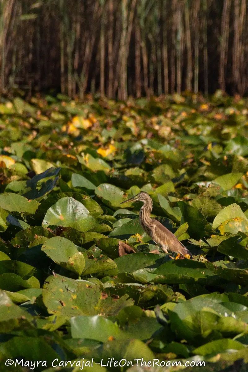 A medium size bird with light beige feathers with darker spots standing on a lily pad