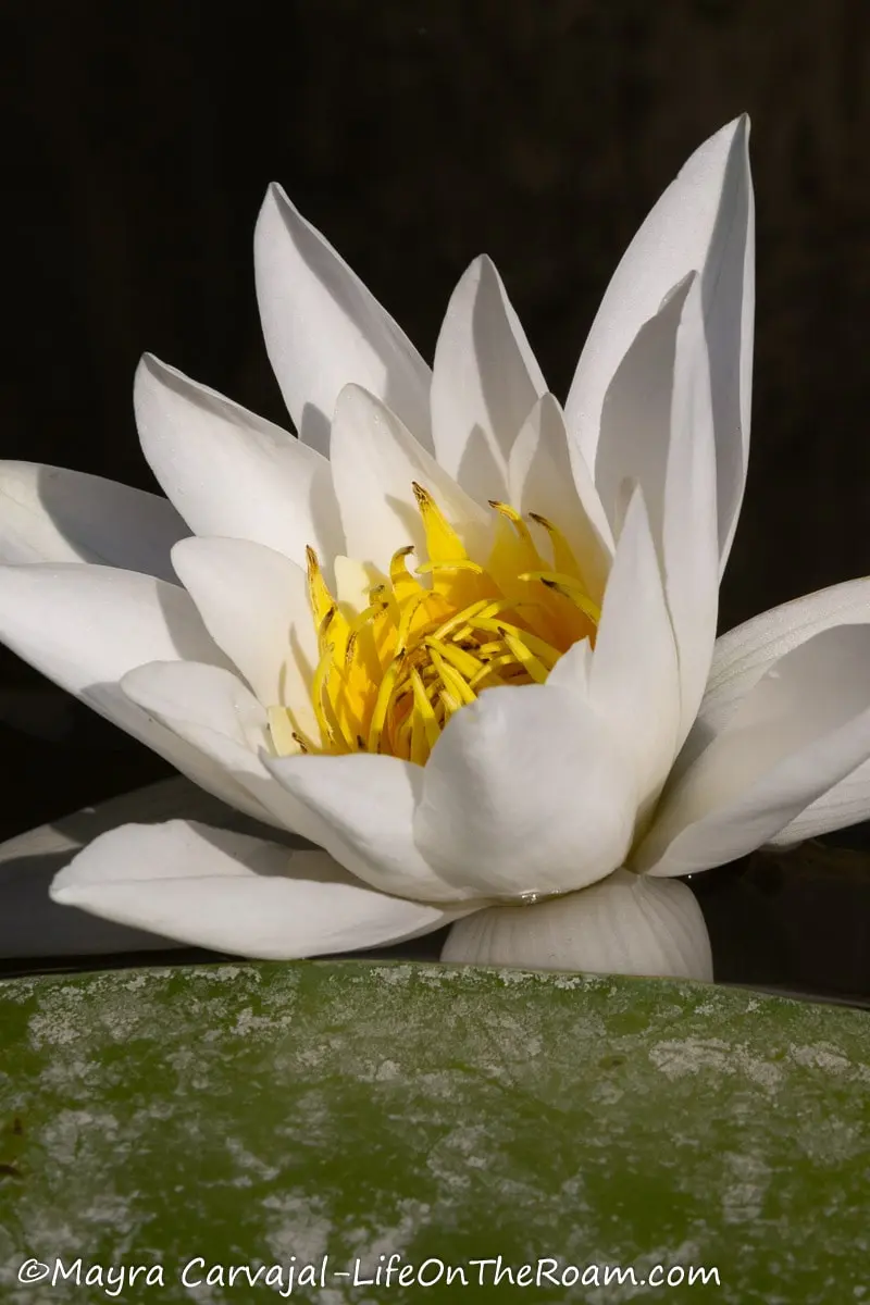 A close up of a white water lily in bloom