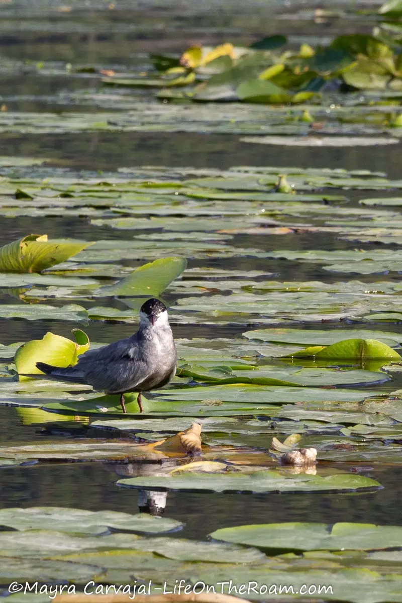 A small bird with white and gray feathers and a black head