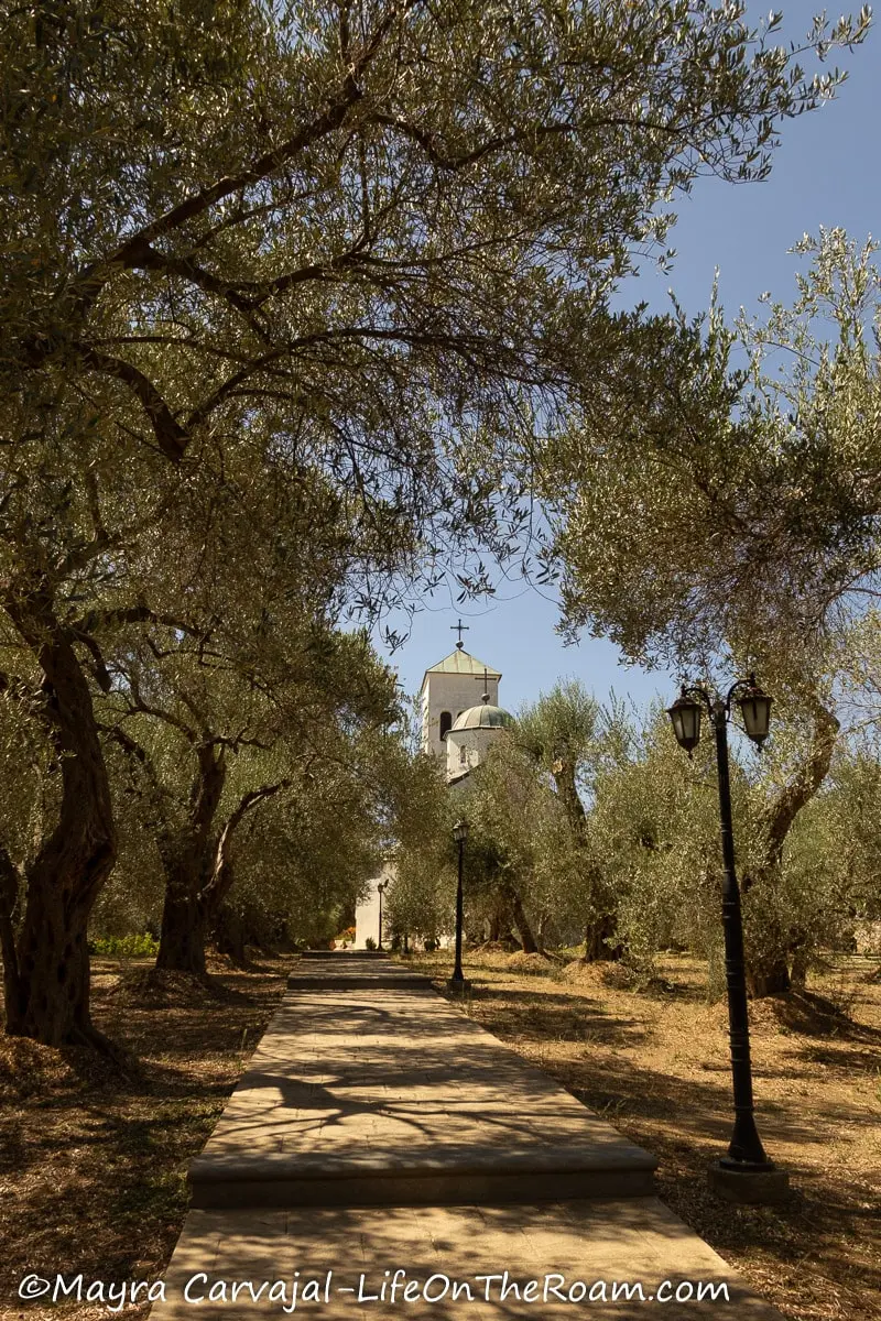 An olive grove on the sides of a concrete path that ends on a church