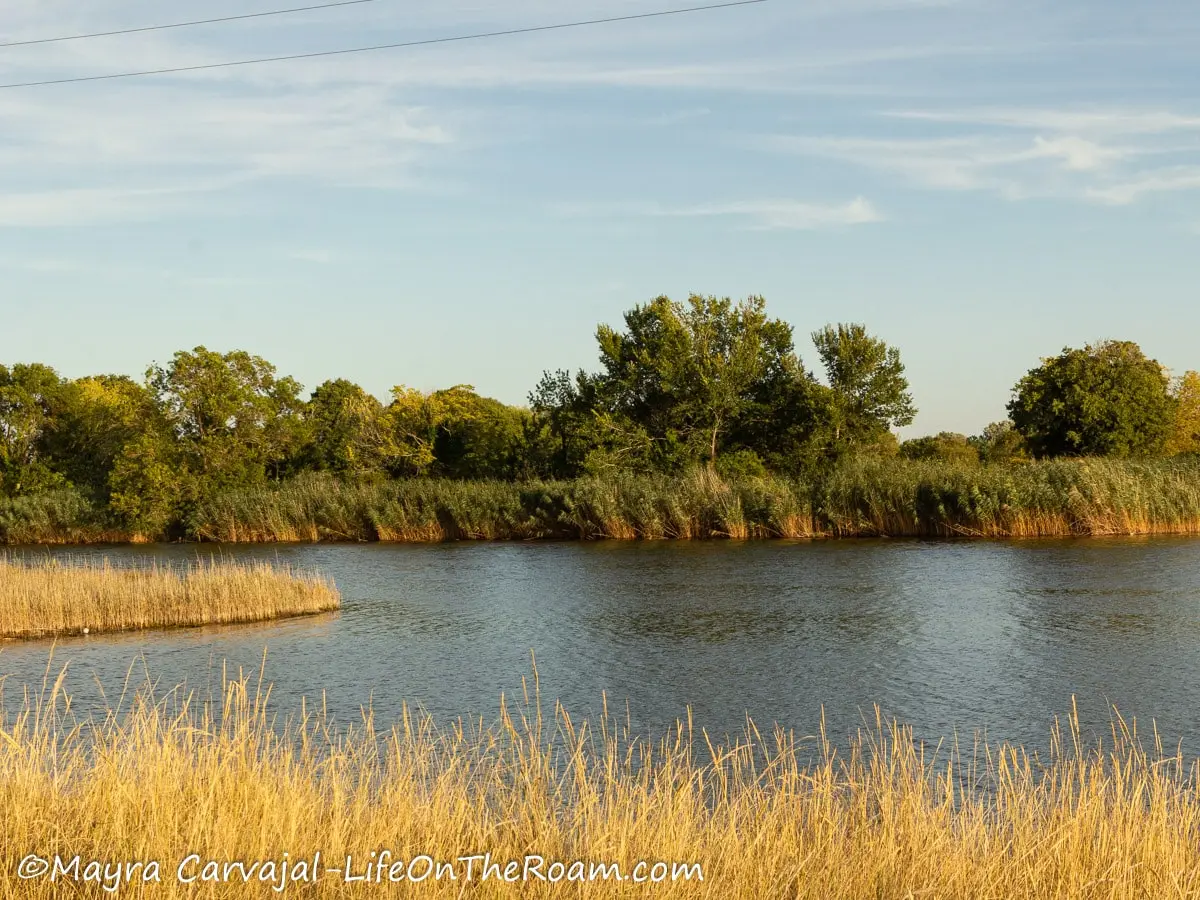 A body of water surrounded by grasses and trees