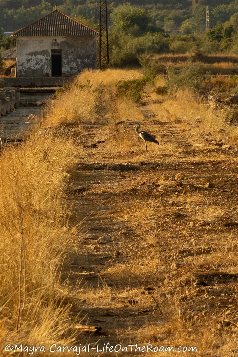 A heron on a grassy path