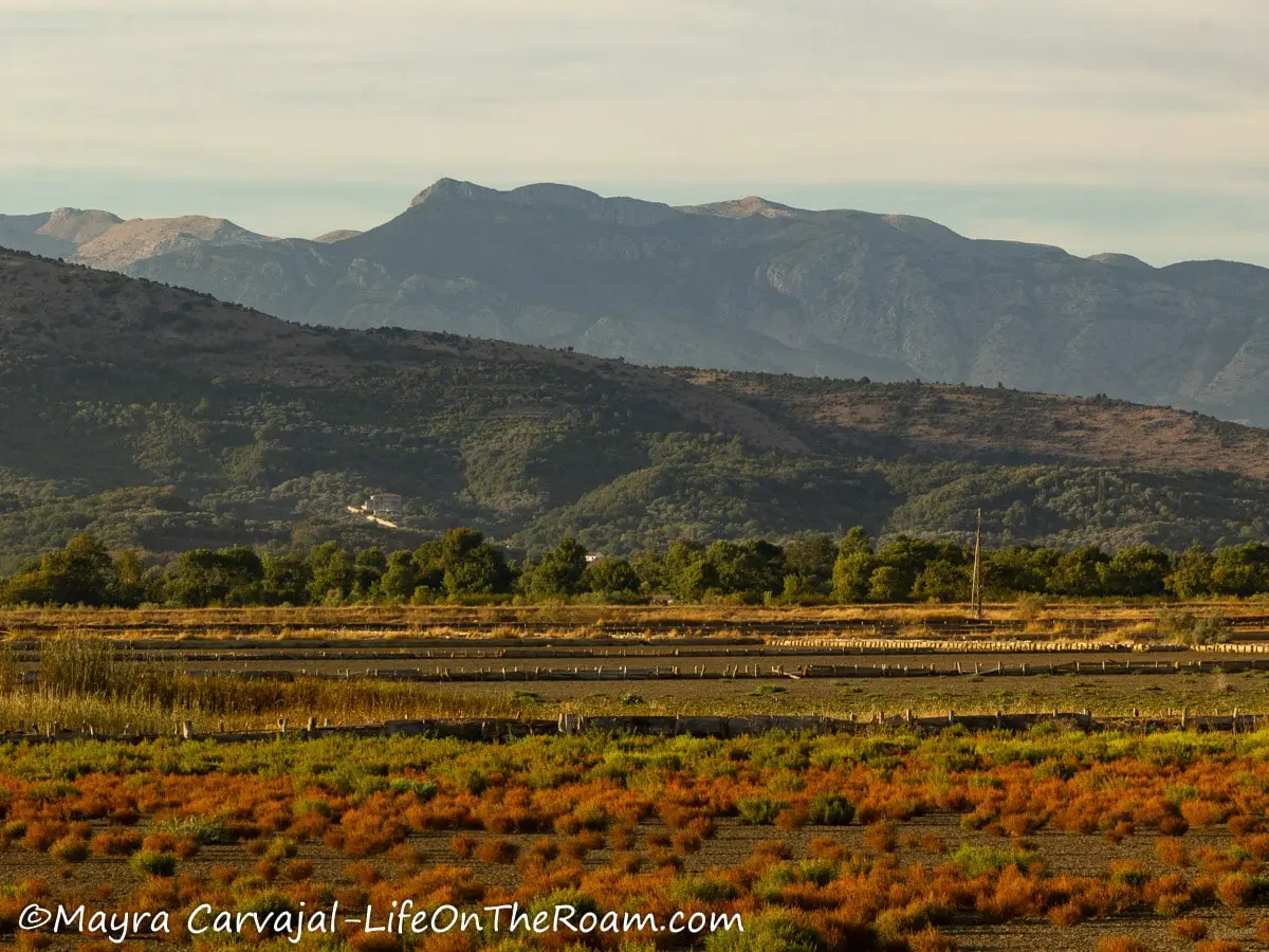 Grasses in orange and green colours with rugged mountains in the background