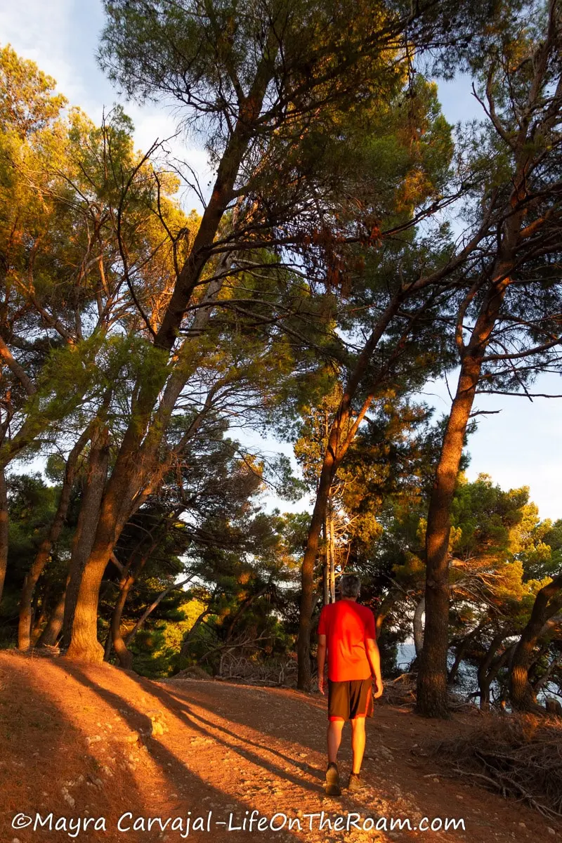 A man walking on a flat trail surrounded by pine trees