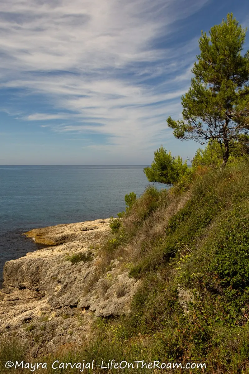 A rugged coastline with vegetation covering the upper part of the slope