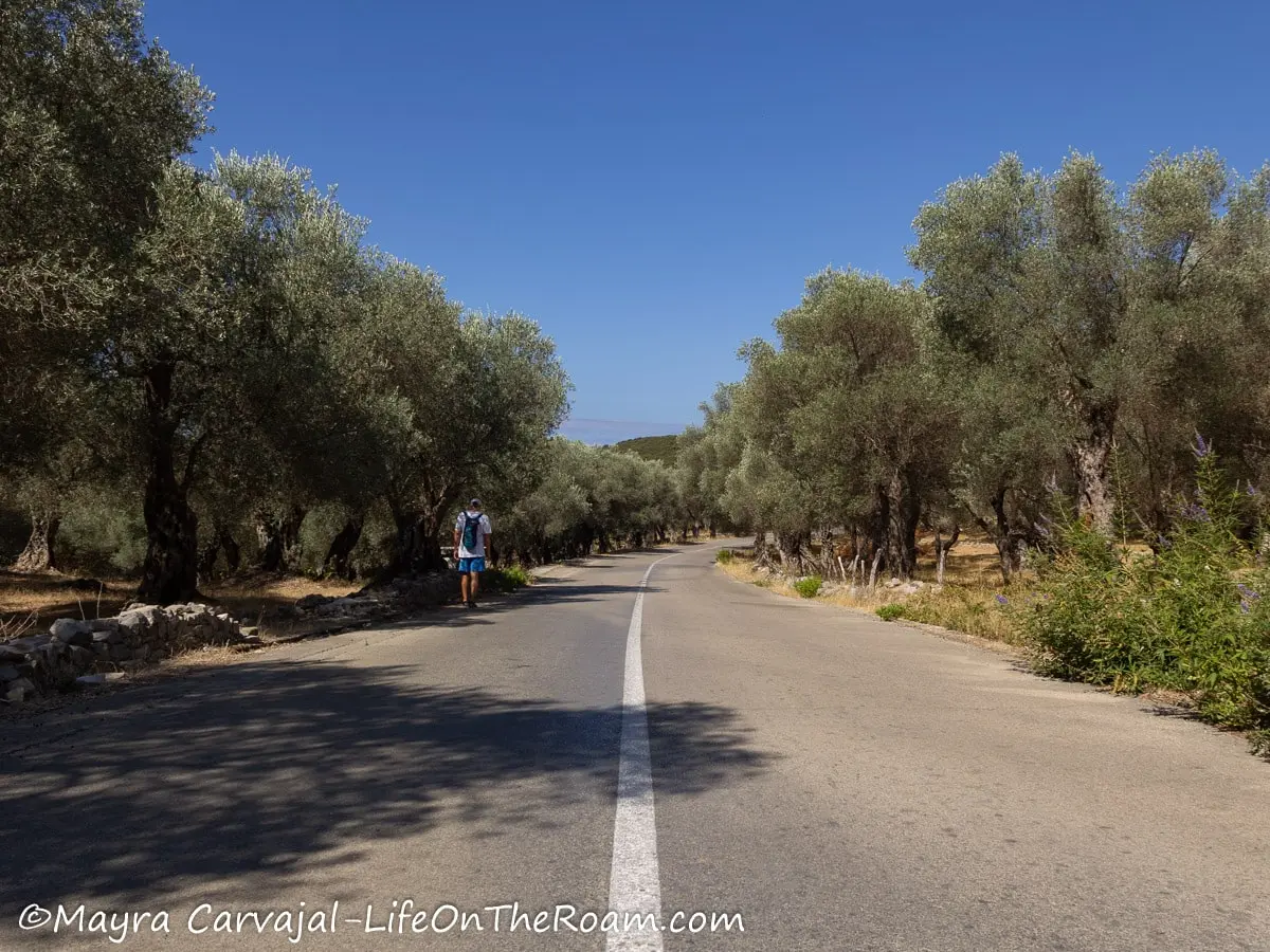 A two-way concrete road flanked by olive trees