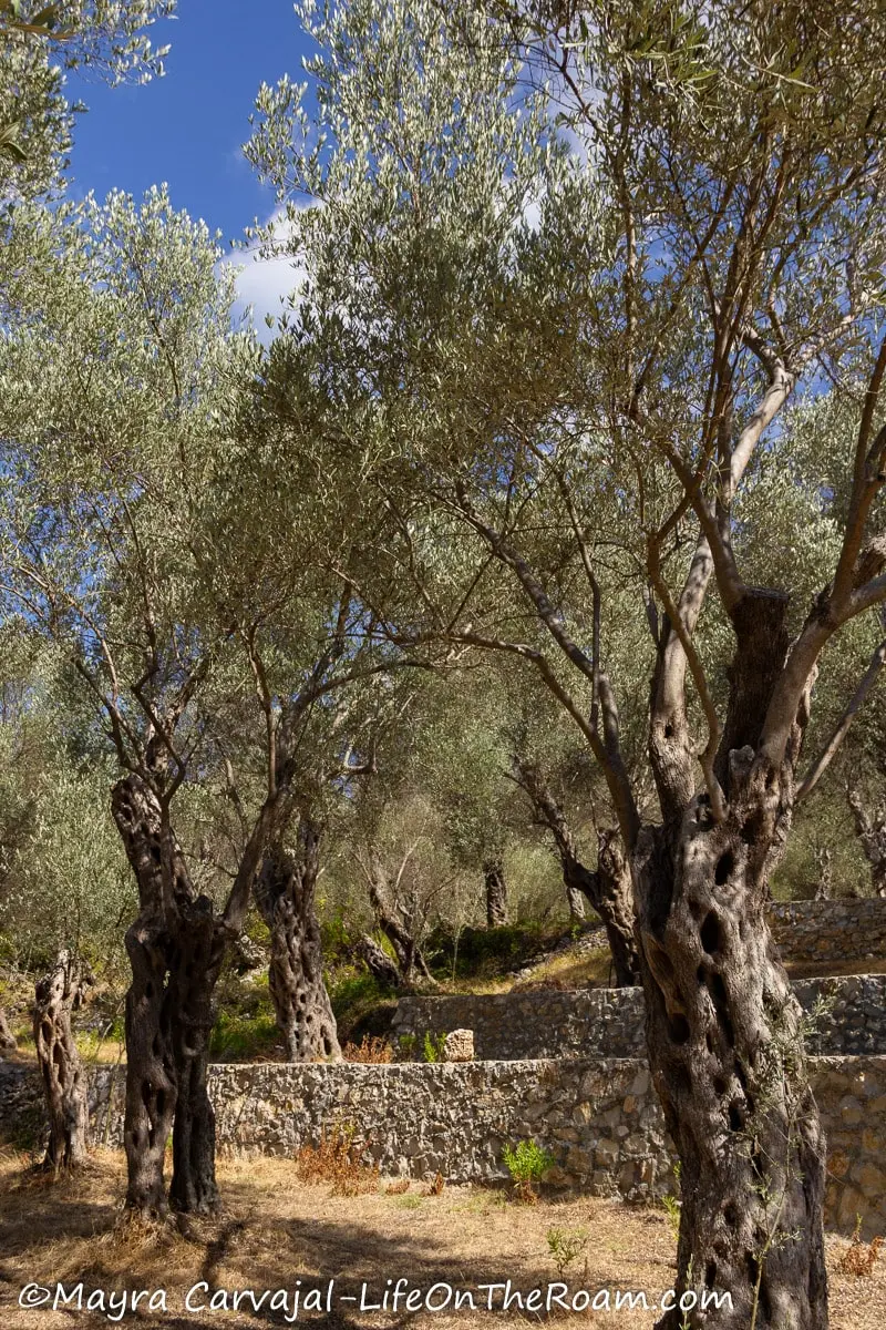 Terraces with old olive trees in a sunny day