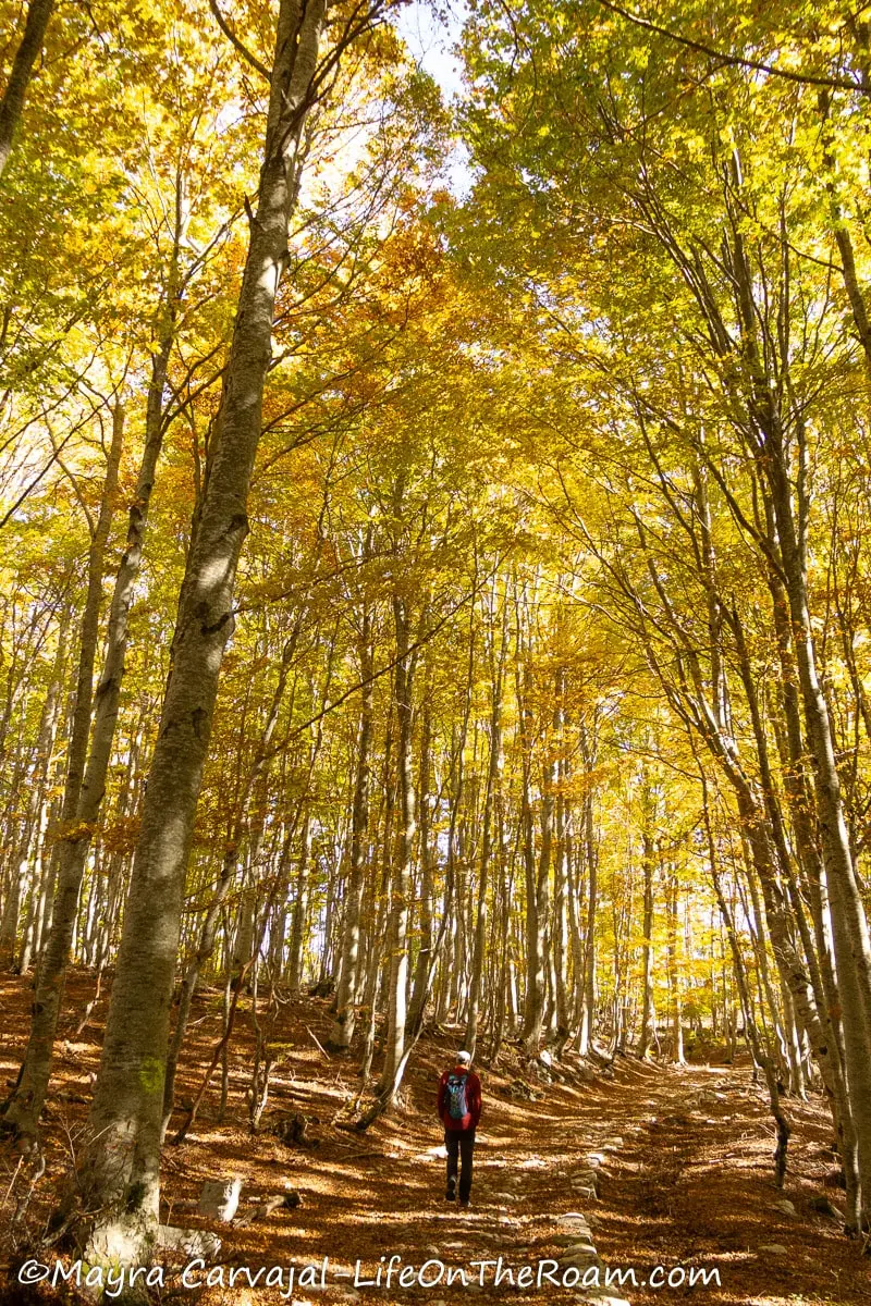 A hiker through a mature beech forest in the fall