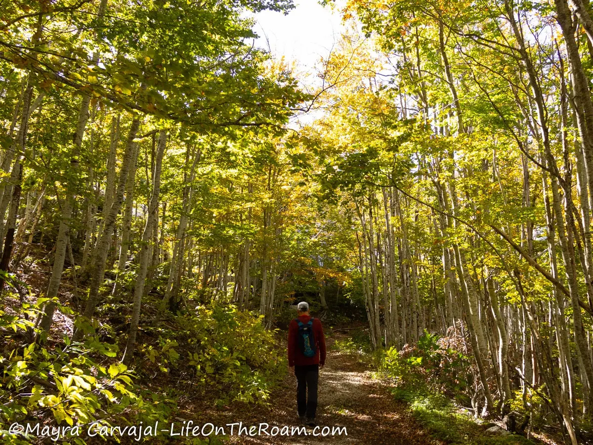 A hiker walking on a trail located on a forest with tall leafy trees