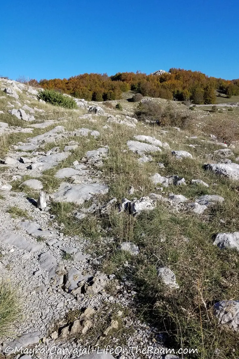 A rocky trail with a forest at the end