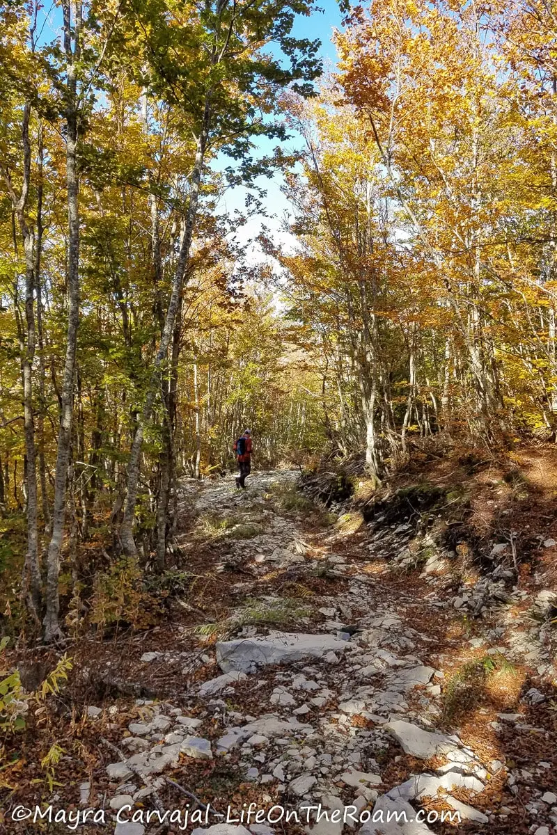 A hiker on a trail in the forest with changing leaves