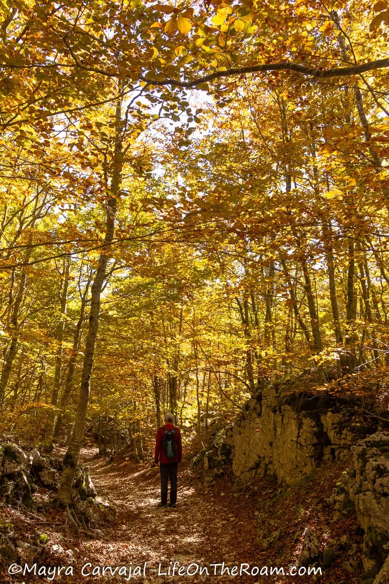 A hiker under the shade of a forest with golden leaves