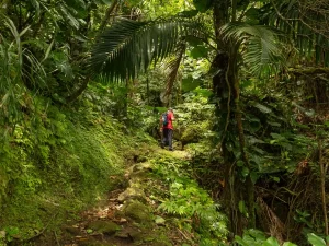 A hiker on a trail inside a lush tropical forest