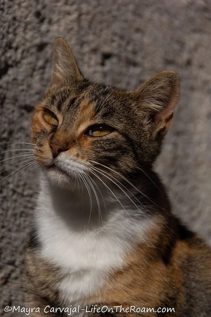 A mix of Calico and Tabby cat
