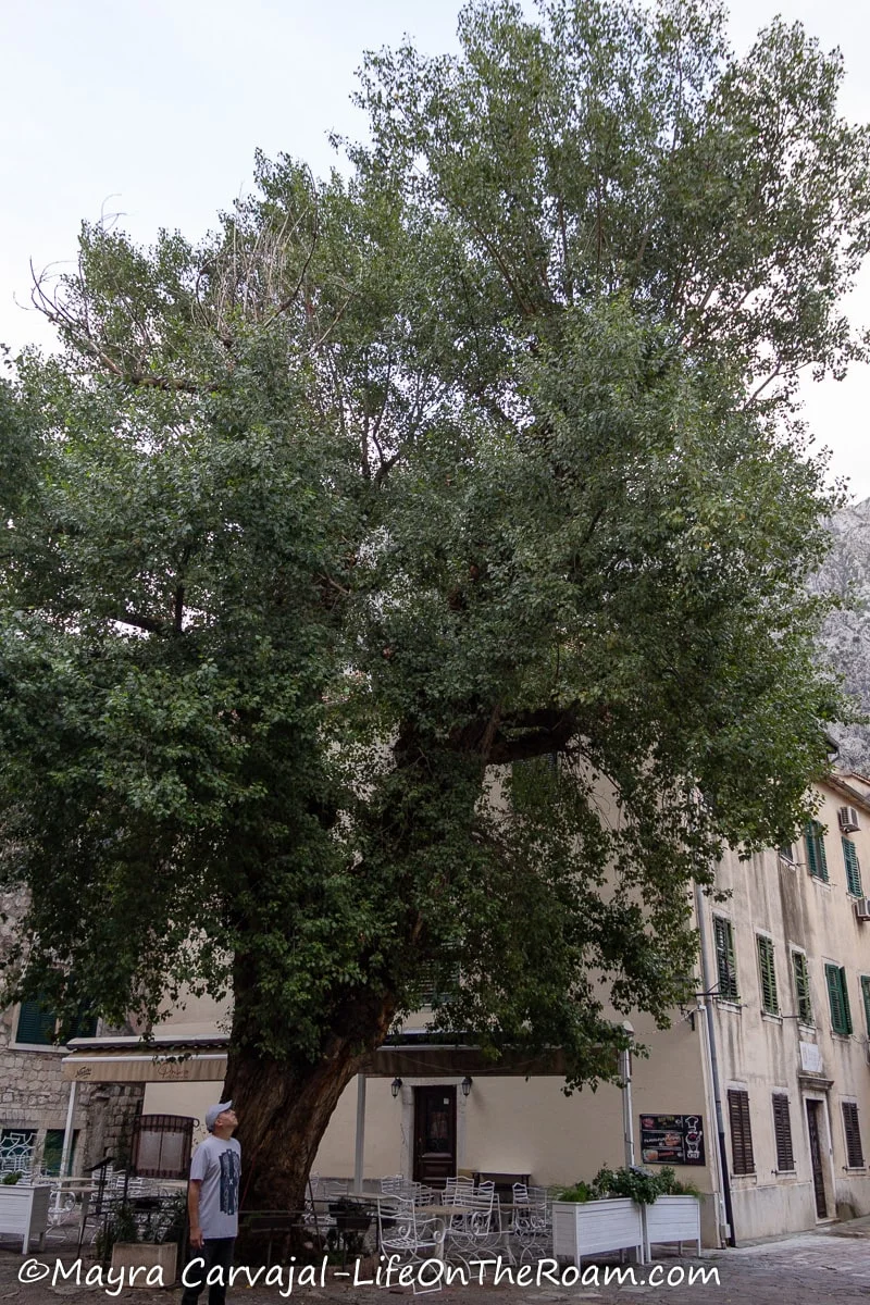 A tall Black Poplar tree in a square
