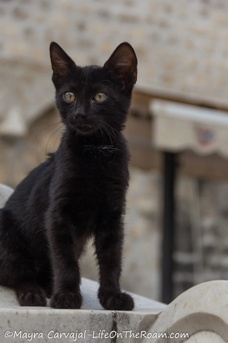 A black cat standing on a fountain