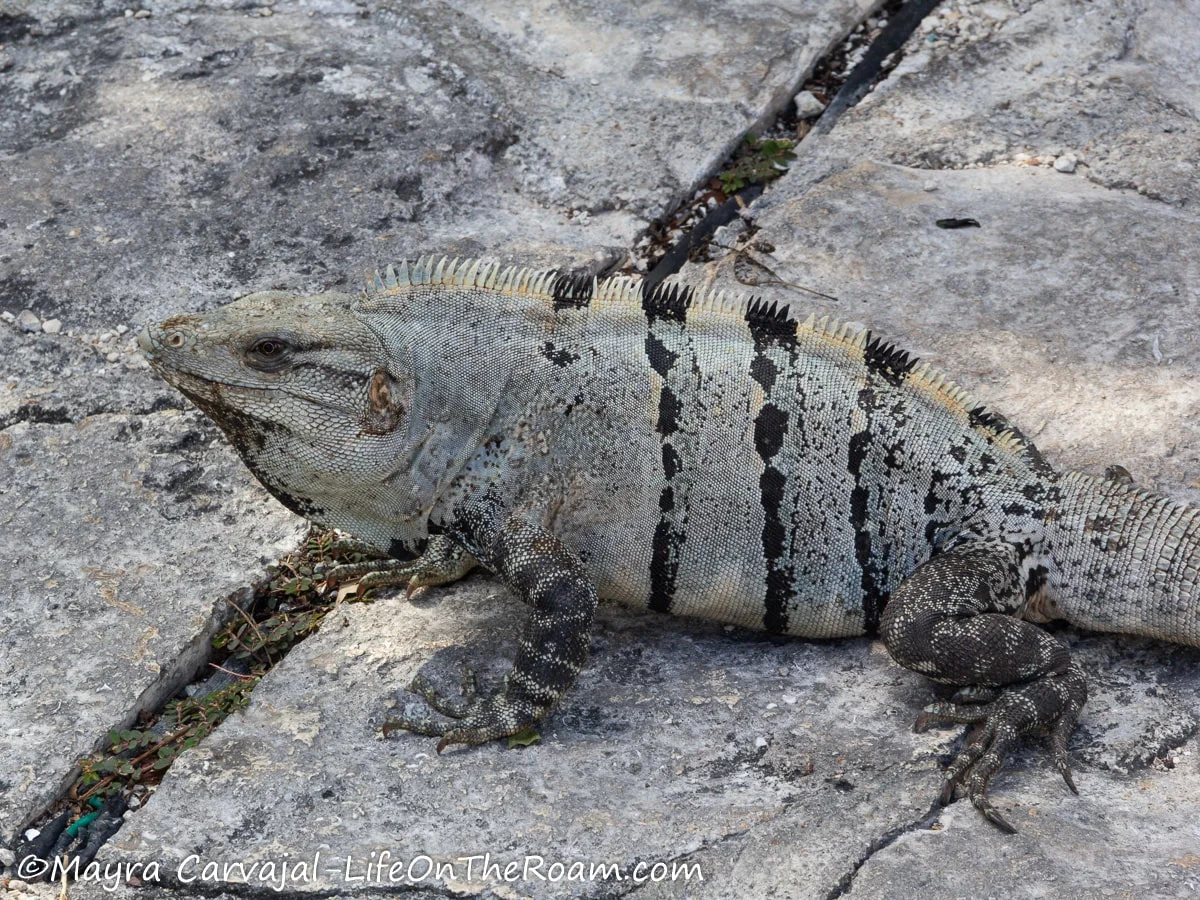 A black and gray iguana