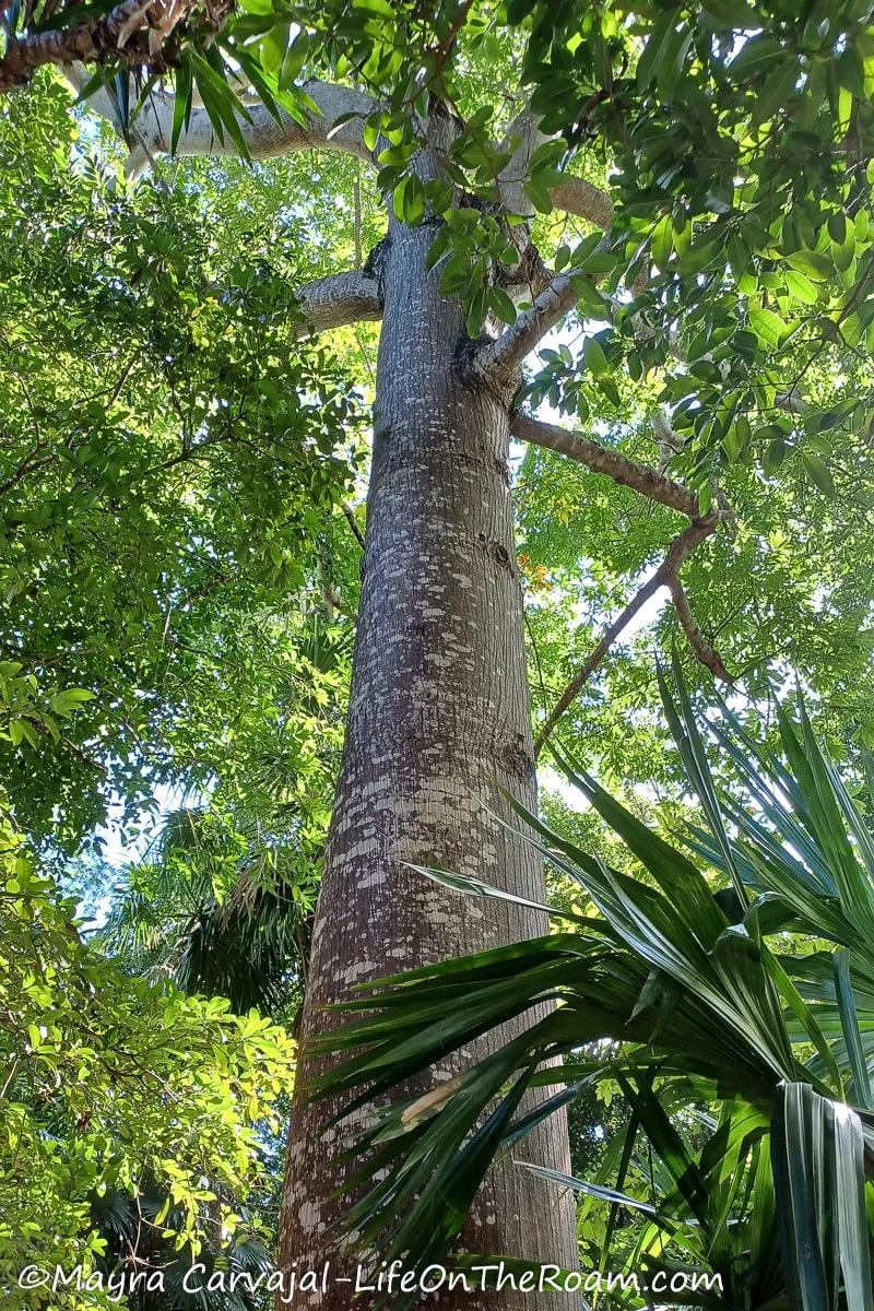 A tall tree in a jungle with a wide shiny trunk