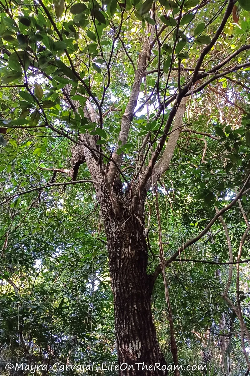 A mature tree with dark trunk