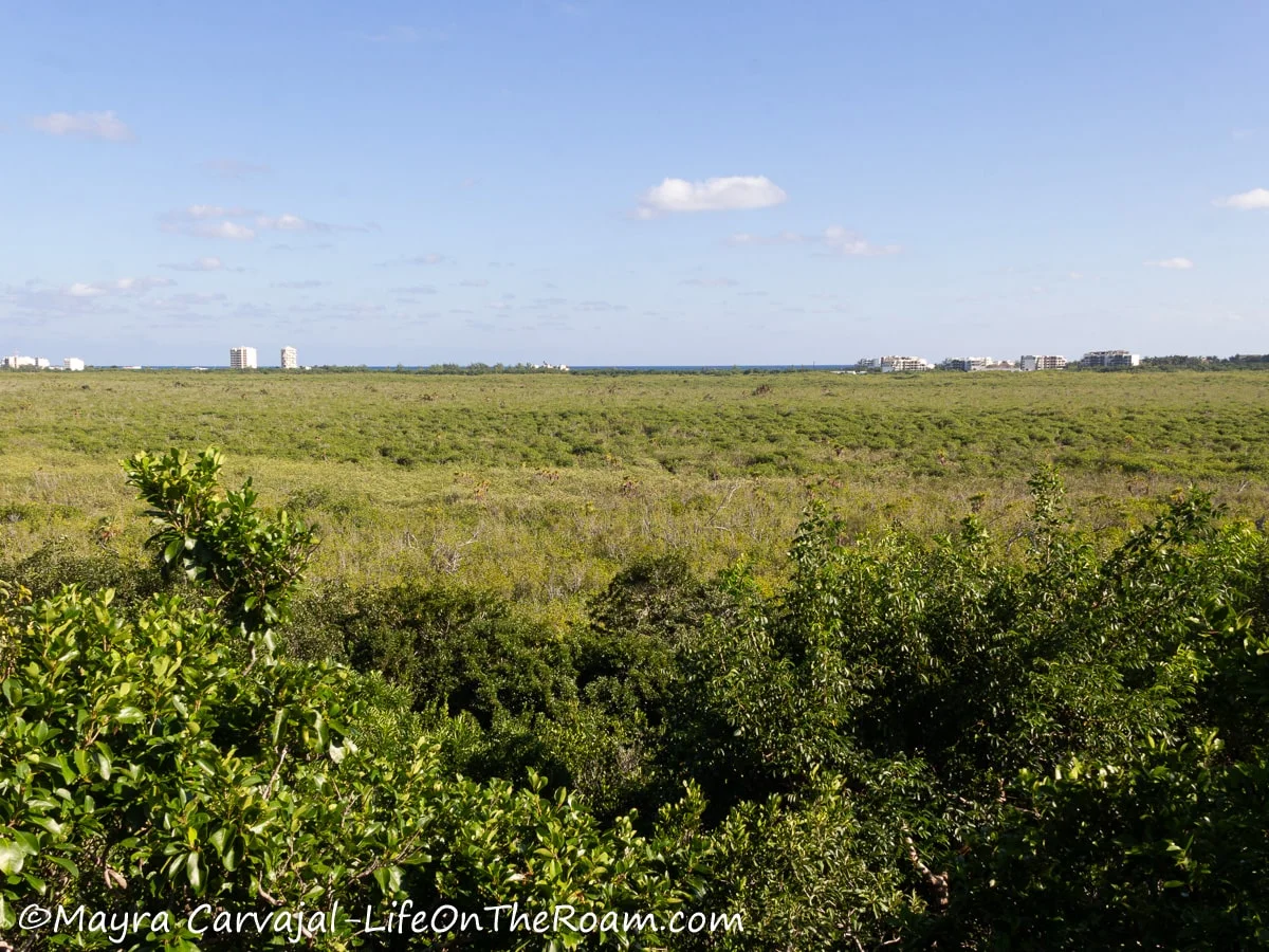 An aerial view of a mangrove forest