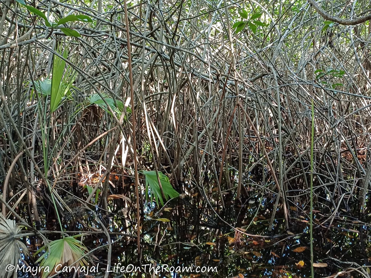 A mangrove forest