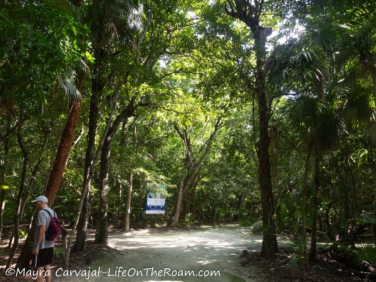 A wide trail inside a lush jungle