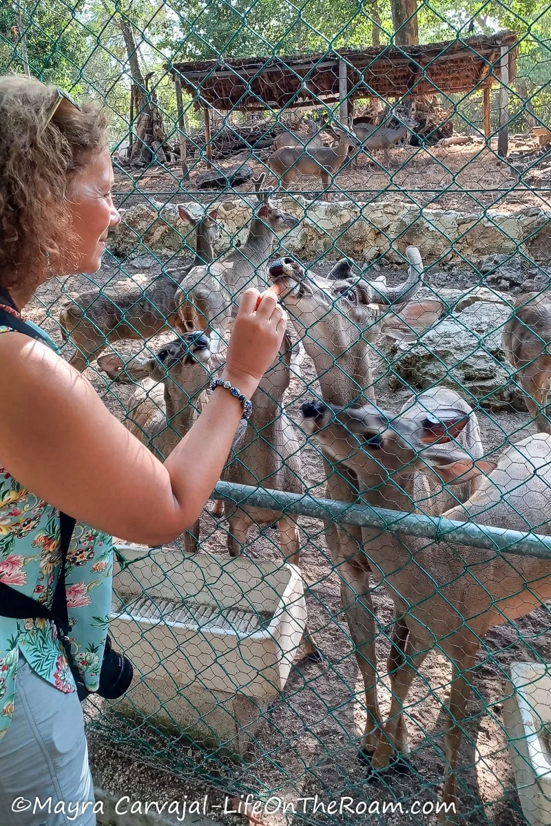 Mayra feeding deer