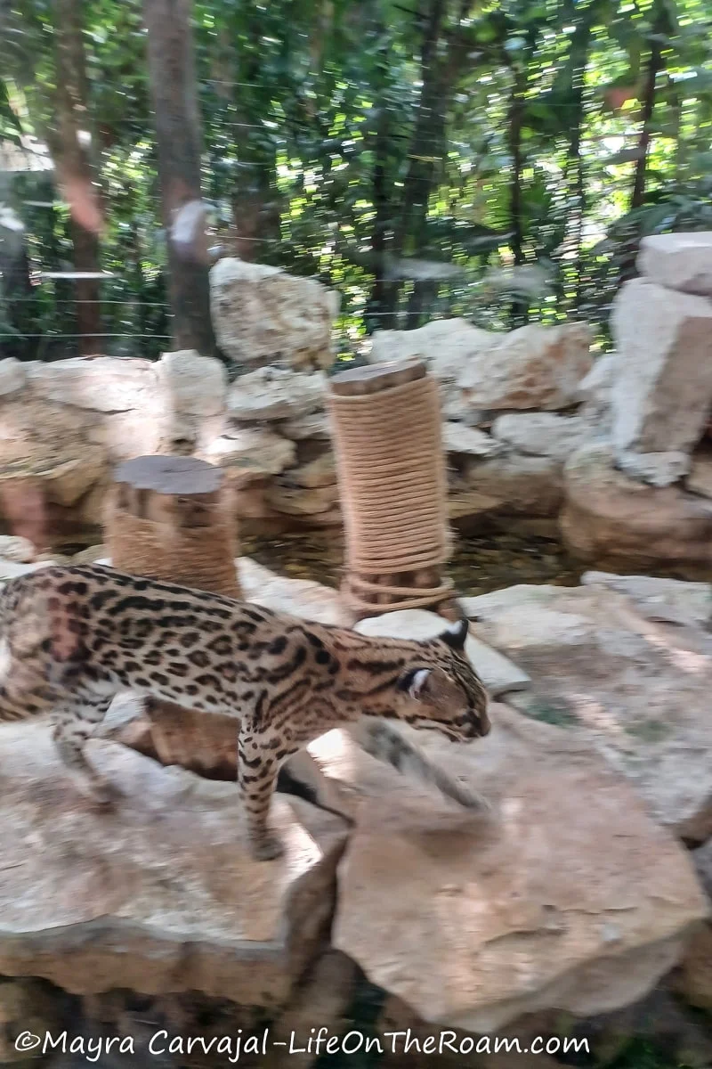 An ocelot walking on stones
