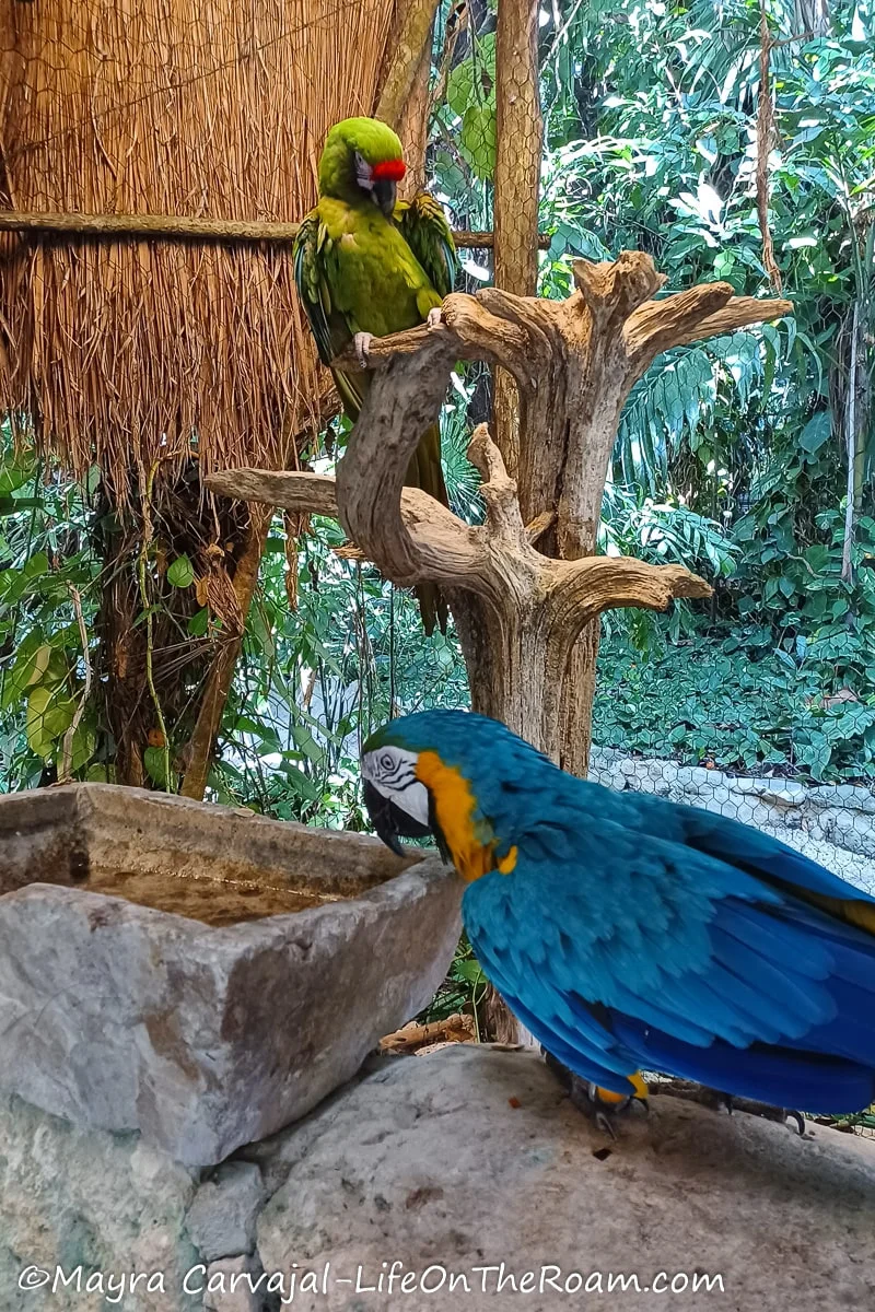 2 macaws in an animal sanctuary