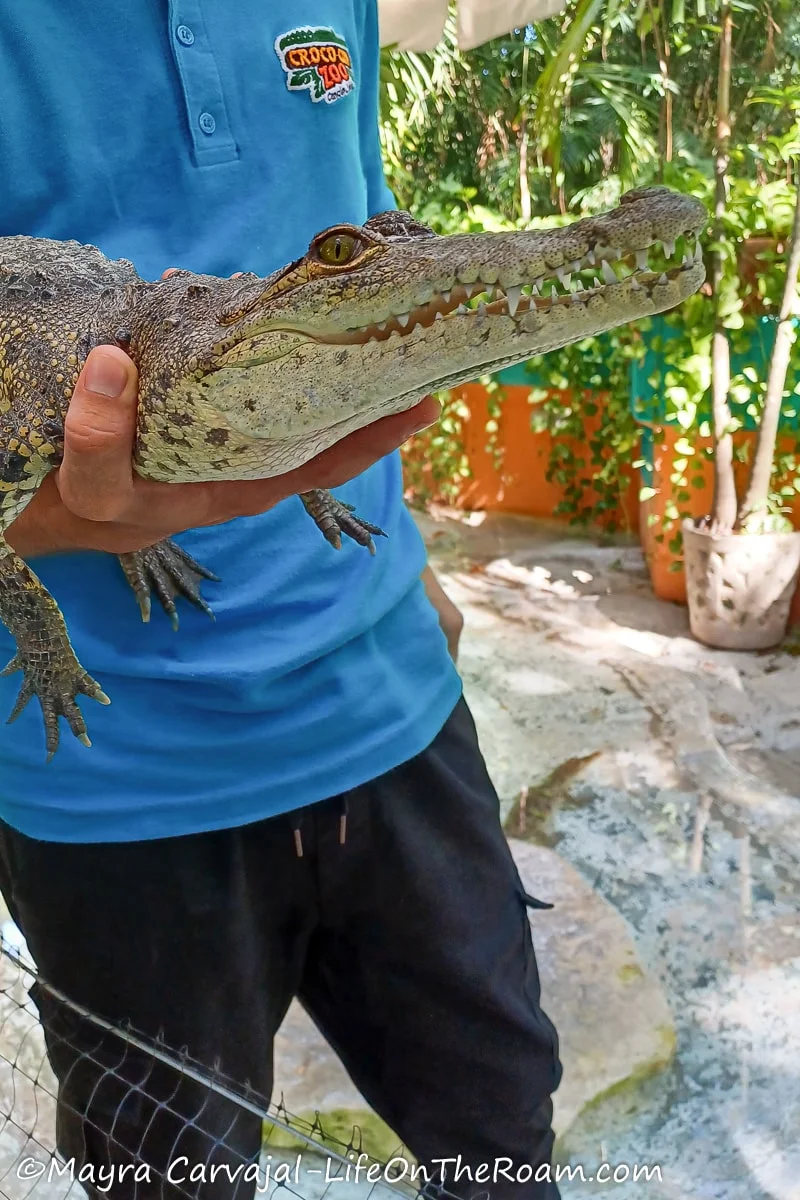 A guide holding a baby croc
