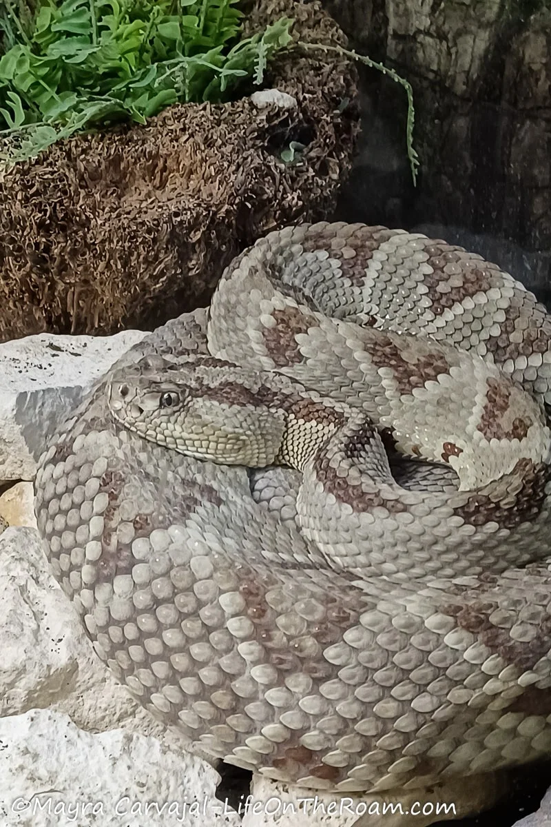 A snake in an enclosure