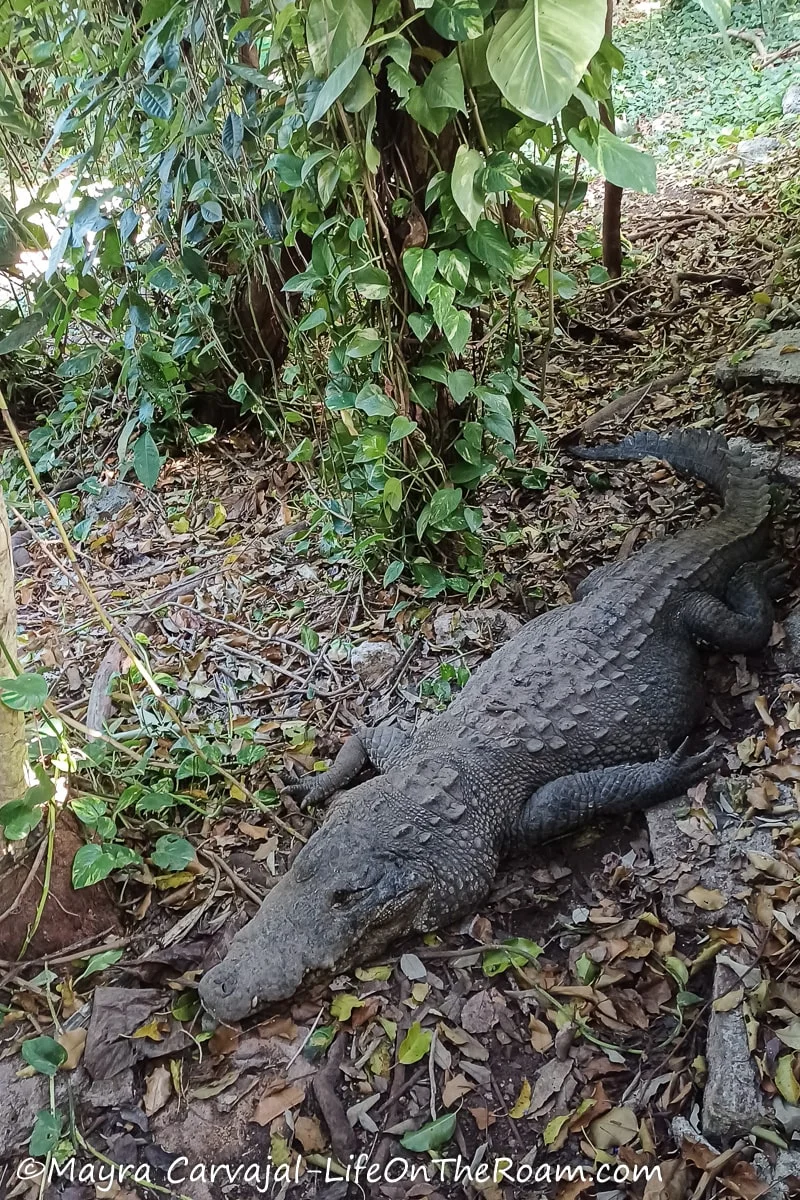 A crocodile in a jungle