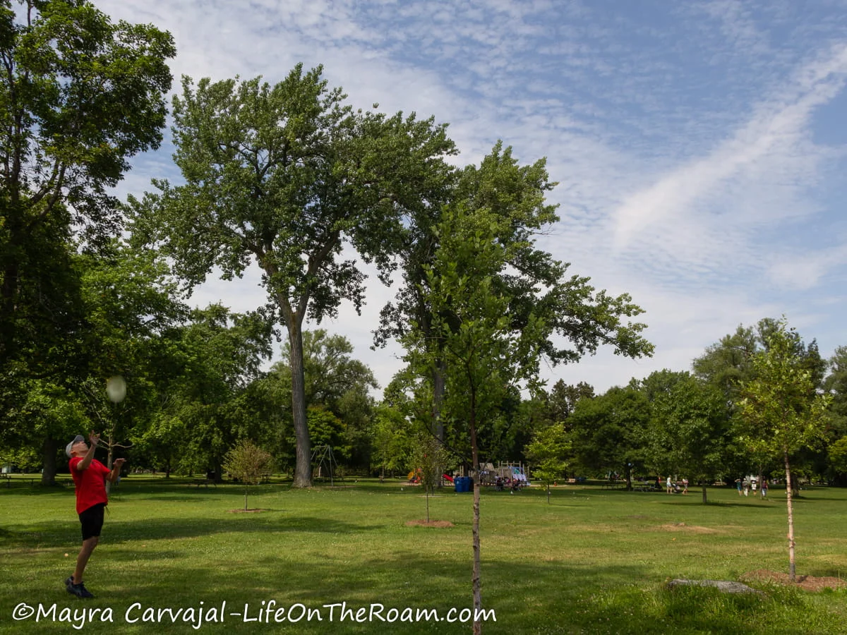 A park with green grass and tall trees