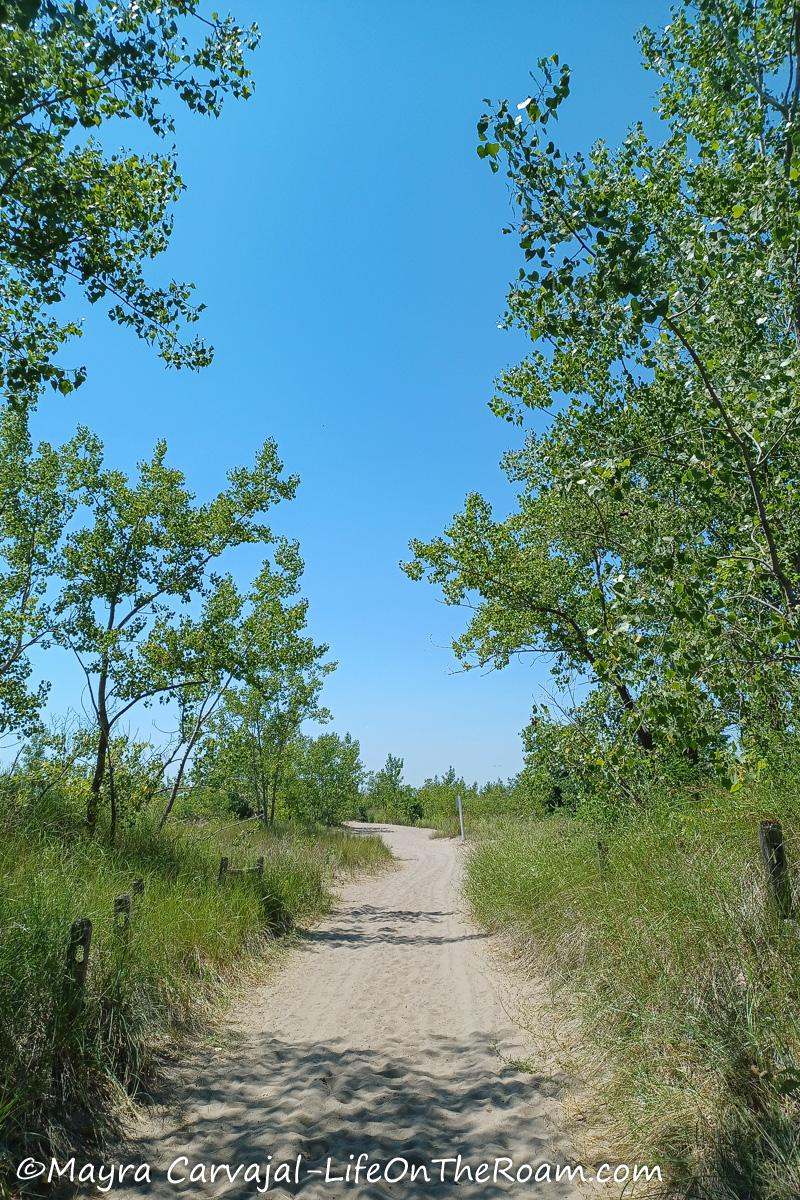 A sandy walking path flanked by tall vegetation