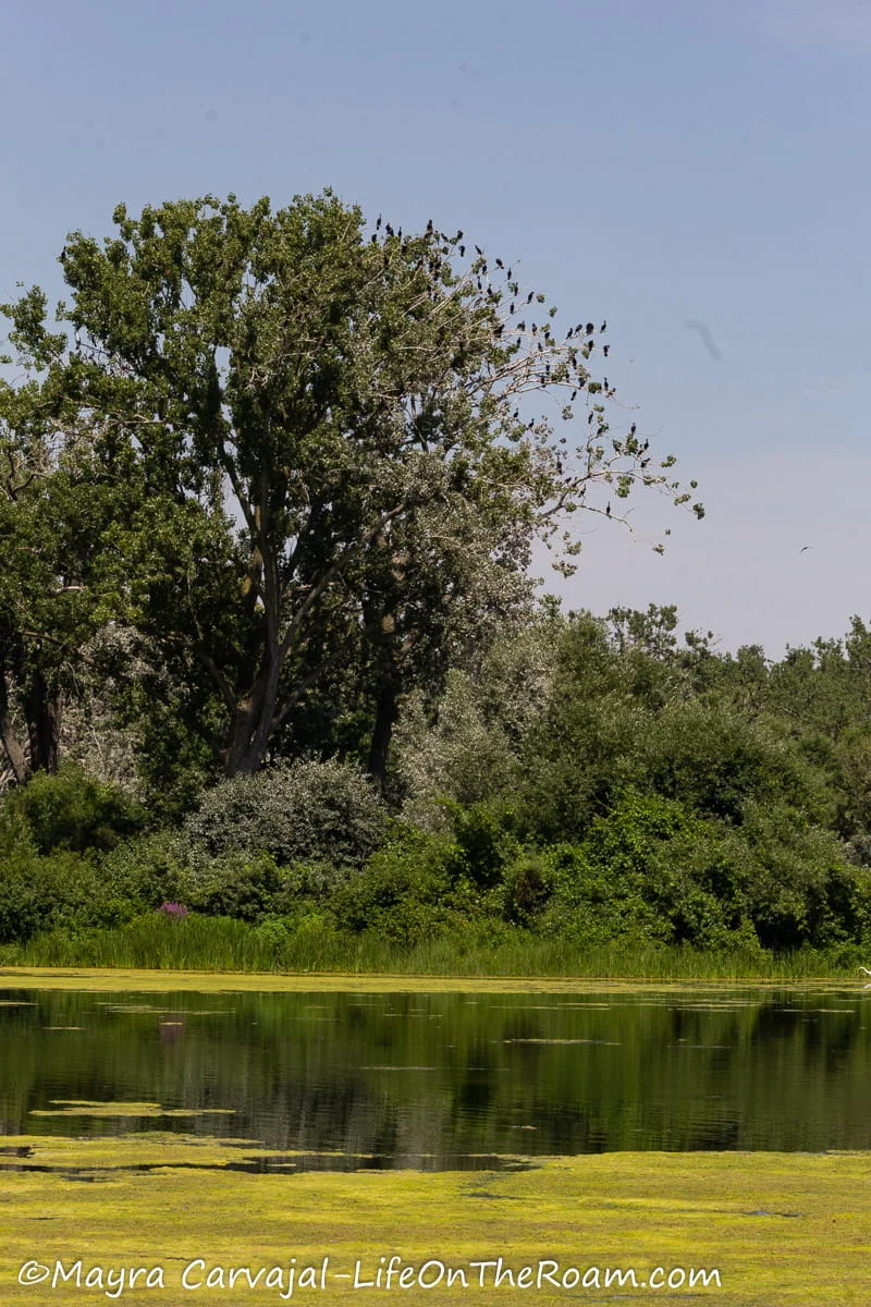 A mature tree with many birds, next to a pond